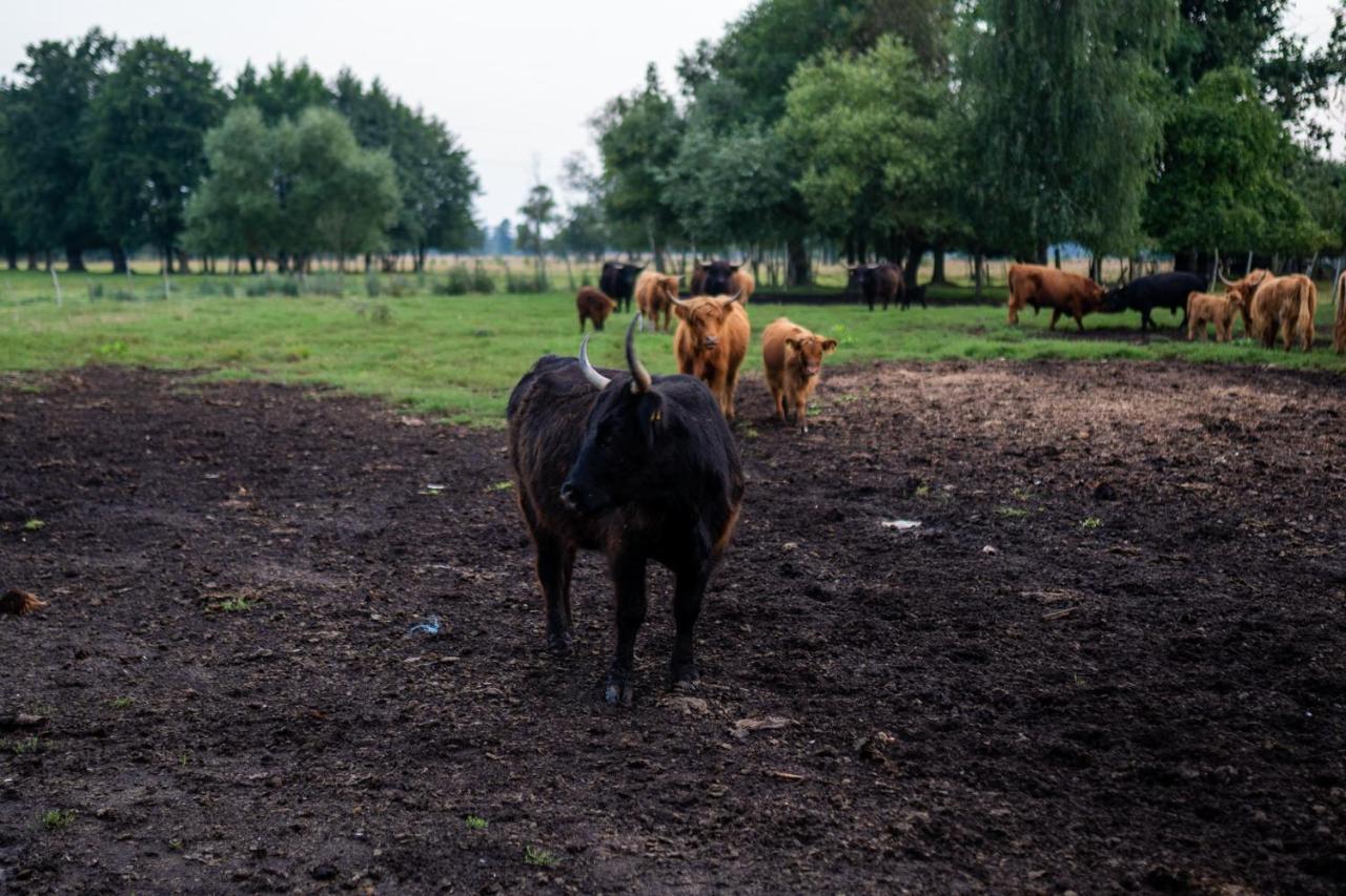 Bizon Vendégház Sadowne Kültér fotó