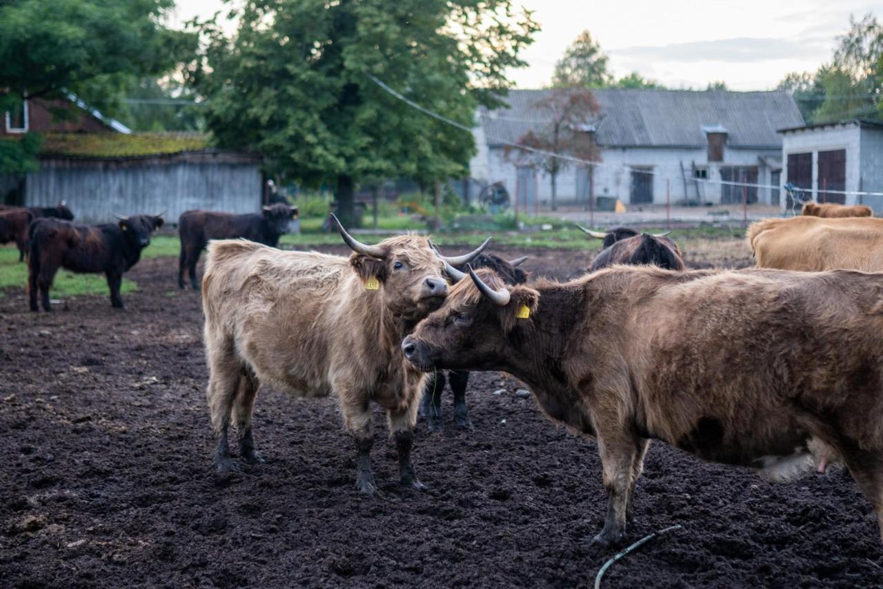 Bizon Vendégház Sadowne Kültér fotó